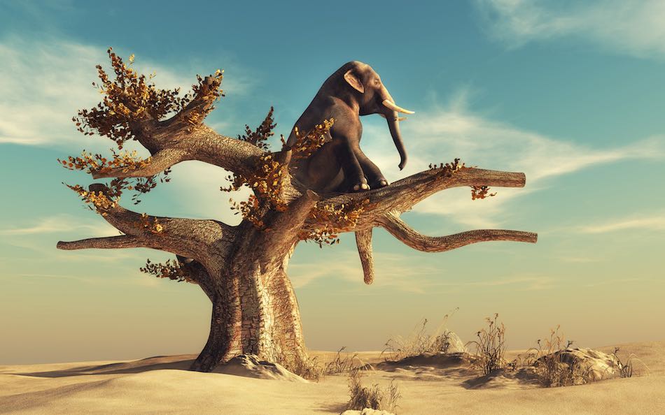 Elephant sitzt in einem Baum in der Wüste