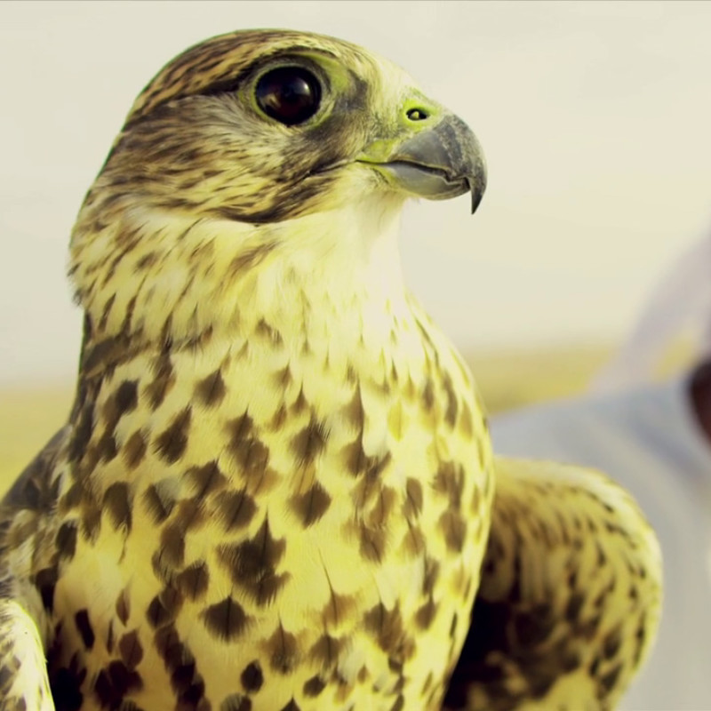 Terex CC8800-1 Twin – Jobstory in Katar